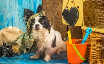 Summer holidays pet, fun dog with suitcase old camera and accessories for beach holidays on rustic wooden background