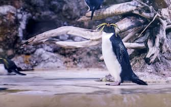 Northern rockhopper penguins (Eudyptes moseleyi), also known as Moseleys rockhopper penguin, or Moseley's penguin