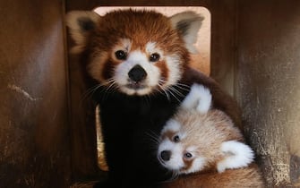 epa10882080 A three months old red panda (down) is seen with his mother (up) in the Attica Zoological Park in Spata, east of Athens, Greece, 25 September 2023. Red panda is a small mammal native to the eastern Himalayas and southwestern China and belongs to the endangered species. They spend more of their time on trees and sleep over 12 hours per day.  EPA/ORESTIS PANAGIOTOU