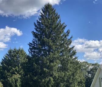 Scelto l'albero che illuminerà il Rockfeller Center per le festività natalizie a New York