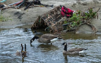 LOS ANGELES, CA - JANUARY 03: Canada geese swim the Los Angeles River, which is stripped of vegetation that once sheltered homeless encampments by previous storms, as seen before the expected arrival of a more powerful storm on January 3, 2023 in Los Angeles, California. Trees and exposed riverbanks and sandbars are littered with tons of plastic waste and litter, along with other pollutants, that will eventually flow into the ocean. On September 30, California Gov. Gavin Newsom signed into law a ban on grocery stores providing single-use, non-compostable bags to shoppers, making California the first state to do so. The new law will take effect on January 1, 2025.  (Photo by David McNew/Getty Images)