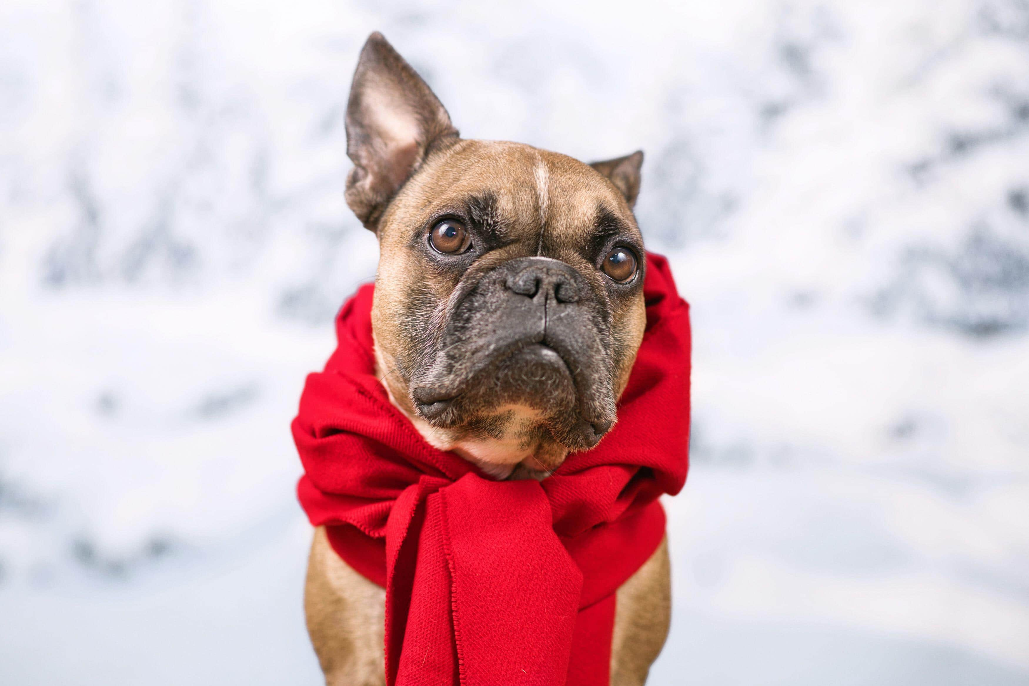 I cani sentono freddo? Cosa sapere - ArcaMagazine