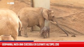 Germania, nata una cucciola di elefante all'Opel Zoo