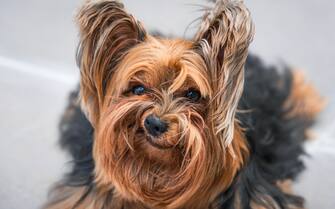 The Comedy Pet Photography Awards 2024
Luiza Ribeiro de Oliveira
Belo Horizonte
Brazil
Title: Grumpy Dog
Description: Meet Nick Barry, a 5-year-old yorkie with a special talent for hilarius expressions. This may not be his most flattering photo, but that frown is undeniably captivating - a true portrait of a dog who doesn't need smiles to win our hearts.
Animal: Yorkshire Terrier
Location of shot: Brazil