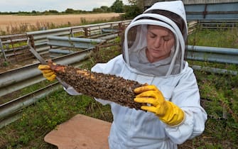 A woman beekeeper examining the bees on a frame from the brood box of her hive. The brood box is where the queen lays her eggs