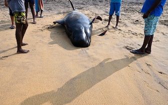 People look at a dead pilot whale on a beach in Panadura on November 3, 2020. - Rescuers and volunteers were racing since November 2 to save about 100 pilot whales stranded on Sri Lanka's western coast in the island nation's biggest-ever mass beaching. (Photo by Lakruwan WANNIARACHCHI / AFP) (Photo by LAKRUWAN WANNIARACHCHI/AFP via Getty Images)