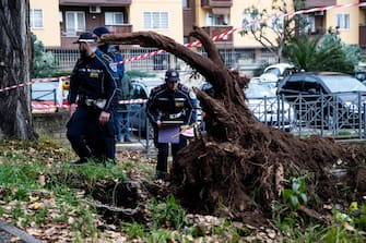 L'albero crollato nel parco Livio Labor a Colli Aniene, a Roma Agenti di Polizia sul luogo in cui una donna è morta, schiacciata da un albero caduto per il forte vento, in via Cesare Massimo a Colli Aniene, Roma, 23 dicembre 2024.
ANSA/ ANGELO CARCONI