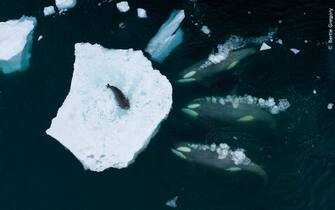 A pod of B1 Antarctic killer whales preparing to ‘wave wash’ a weddell seal off a piece of sea ice and into the water so they can eat it. The bubbles are thought to be part of the way they communicate with each other to form these waves. Photographed usin