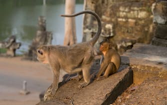 Macaque Monkeys at South Gate of Angkor Thom, Siem Reap, Cambodia