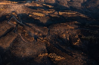 A burnt forest following a wildfire in the National Park of Dadia, Alexandroupolis, Greece, on Monday, Aug. 28, 2023. With more than 72,000 hectares burnt, the Alexandroupolis wildfire in Evros is the largest on record in the EU. Photographer: Konstantinos Tsakalidis/Bloomberg via Getty Images