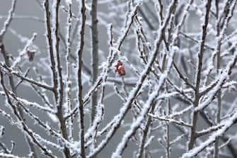 Lone leaf on the tree covered by rime frost in Piedmont, Northern Italy.