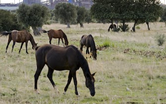 Cavalli al pascolo in un campo a poca distanza dallo stabilimento, 20 settembre 2013.
ANSA / CIRO FUSCO
