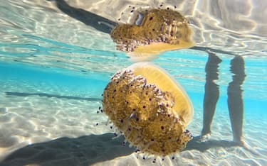 dpatop - 27 September 2023, Spain, Sitges: A fried egg jellyfish (Cotylorhiza tuberculata) swims in the sea in knee-deep water next to bathers. They look interesting, resemble a fried egg from above, and make bathers nervous - on the coast of Catalonia, jellyfish are currently floating near the beach again, including plate-sized so-called fried egg jellyfish. A lifeguard in the seaside resort of Sitges told the German Press Agency that they are now back on the beach, especially on the still hot days. He said they make bathers nervous, but are actually harmless. Photo: Thomas Müller/dpa (Photo by Thomas Müller/picture alliance via Getty Images)