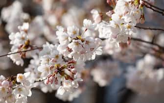 hanami