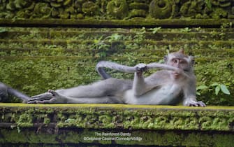 The Comedy Wildlife Photography Awards 2023
Delphine Casimir
Brussels
Belgium

Title: The rainforest dandy
Description: This picture was taken in the monkey forest in Ubud, Bali. This place is a crazy place where monkeys are king! sometimes they give a show, sometimes, they climb on you to look for fleas or steal the piece of biscuit you are trying to eat :-D
Animal: Monkey
Location of shot: Bali (Indonesia)
