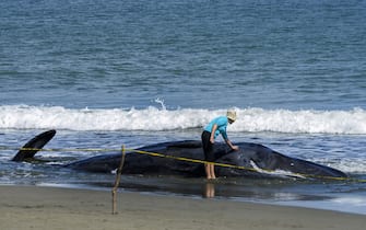 An environmental activist examines a dead sperm whale on a beach in Aceh Besar on November 14, 2017. - Four sperm whales beached in West Indonesia have died, an official said on November 14, after animal rescuers had tried to evacuate a group of stranded sperm whales. (Photo by Chaideer MAHYUDDIN / AFP) (Photo by CHAIDEER MAHYUDDIN/AFP via Getty Images)