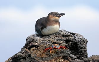 Galapagos Penguin in the Galapagos