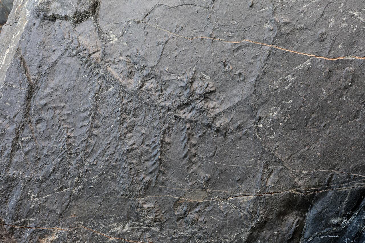 Ecosistema preistorico fossile in Valtellina Ecosistema preistorico fossile in Valtellina