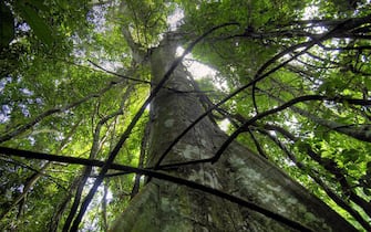 Le foreste proteggono la vita sul Pianeta. Per celebrare la Giornata internazionale di questi 'polmoni verdi' della Terra, Greenpeace ha messo insieme alcune delle immagini più significative provenienti da ogni angolo del mondo. Nello scatto un albero gigante nella foresta pluviale, Curitiba (Brasile). Il 21 marzo 2013. ANSA/US/Thomas Einberger