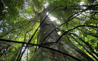 Giornata internazionale delle foreste: Congo