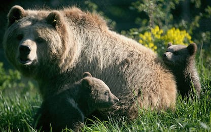 Le guide ambientali in difesa dell'orso bruno marsicano