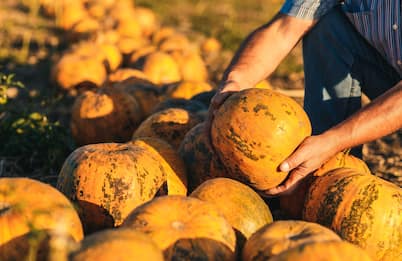 Close up of senior farmer hands examining pumpkin before harvesting.
