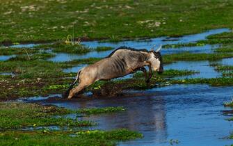 Gnu selvatici