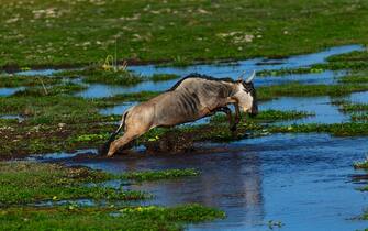 AMBOSELI, KENYA - NOVEMBER 18: Wildebeest crossing a lake, Kajiado County, Amboseli, Kenya on November 18, 2021 in Amboseli, Kenya. (Photo by Eric Lafforgue/Art in All of Us/Corbis via Getty Images)