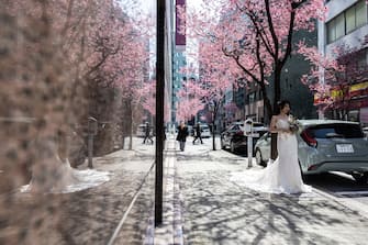 A woman poses for a wedding photo shoot with the cherry blossom trees at the Chuo district of Tokyo on March 15, 2024. (Photo by Philip FONG / AFP) (Photo by PHILIP FONG/AFP via Getty Images)