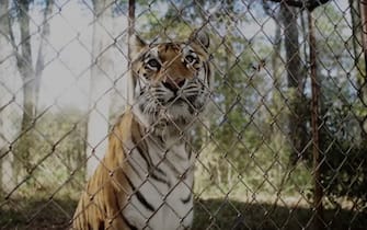 tigre