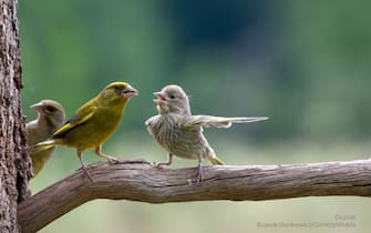 The Comedy Wildlife Photography Awards 2023
Jacek Stankiewicz
Kraków
Poland

Title: Dispute
Description: I caught this scene while watching birds in the Bialowieza Forest. Young greenfinch was still fed by parents. However, from time to time birds looked like having argument. My friends interpret this scene in two ways. 1 A young naughty kid is arguing with a parent. 2. One kid is reporting to the parent that its brother did something wrong: look he has broken the glass in the window.
Animal: Greenfinch (Chloris chloris)
Location of shot: Bialowieza forest