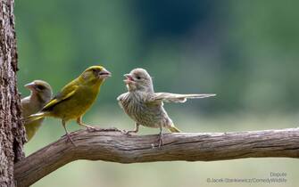 The Comedy Wildlife Photography Awards 2023
Jacek Stankiewicz
Kraków
Poland

Title: Dispute
Description: I caught this scene while watching birds in the Bialowieza Forest. Young greenfinch was still fed by parents. However, from time to time birds looked like having argument. My friends interpret this scene in two ways. 1 A young naughty kid is arguing with a parent. 2. One kid is reporting to the parent that its brother did something wrong: look he has broken the glass in the window.
Animal: Greenfinch (Chloris chloris)
Location of shot: Bialowieza forest