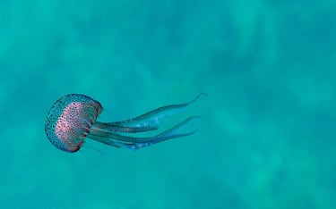 Small solitary jellyfish in transparent water with all its tentacles