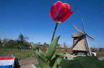 TuliPark, l'iniziativa che ha portato a Roma la cultura dei tulipani presso Villa De Santis. Roma, 26 marzo 2019. ANSA/CLAUDIO PERI