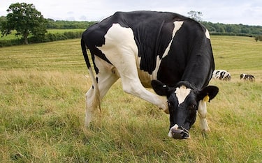 GREAT BRITAIN - AUGUST 20:  Friesian cow scratching its face, Cotswolds, England, United Kingdom.  (Photo by Tim Graham/Getty Images)