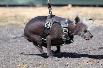 Lookin ruff! The World's Ugliest Dog Contest at the Sonoma-Marin Fair in Petaluma, California. Ugly mutts flocked to the annual competition vying to be recognized as the most unconventionally beautiful. The event celebrates all dogs and encourages adoption of those who may be overlooked because of their looks. A Chinese Crested pup called Scooted won the competition, with Wild Thang coming a close second. Harold Bartholomew took home 3rd prize and the spirit award. Some of the crowd held up supportive signs for their favorite mutts and a few were spotted wearing ugly dog contest t-shirts and shouting encouragement.



Pictured: scooter,linda elmquist

Ref: SPL8521919 230623 NON-EXCLUSIVE

Picture by: SplashNews.com



Splash News and Pictures

USA: 310-525-5808
UK: 020 8126 1009

eamteam@shutterstock.com



World Rights,