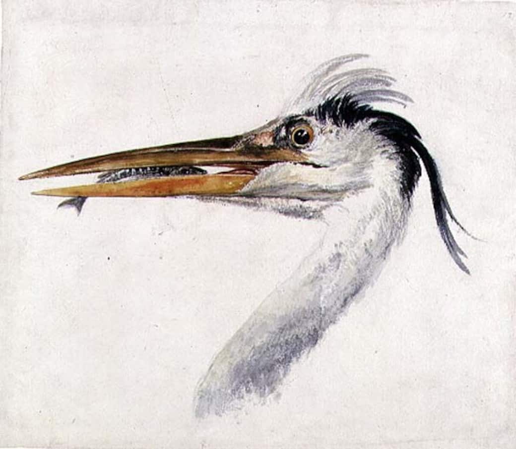Head of a Heron with a Fish, 1815, JMW Turner. © Leeds Museums and Galleries, UK