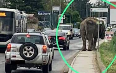 elefante_per_strada