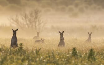 Western Grey kangaroo (Macropus fuliginosus) is a common kangaroo, found across the southern part of Australia.