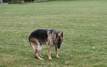 The Bidens dog Champ is seen on the South Lawn of the White House in Washington, DC, on March 31, 2021. - First dogs Champ and Major Biden are back at the White House after spending part of the month in Delaware, where Major underwent training after causing a "minor injury". (Photo by MANDEL NGAN / POOL / AFP) (Photo by MANDEL NGAN/POOL/AFP via Getty Images)