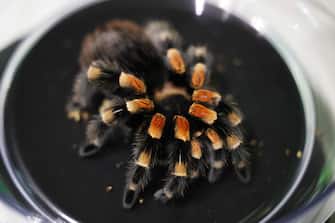 epa10817470 A Mexican redknee tarantula sits on a scale at London Zoo in London, Britain, 24 August 2023. Animals at the London Zoo are measured and weighed annually to check on their health and wellbeing.  EPA/NEIL HALL