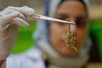 Egyptian pharmacist Nahla Abdel-Hameed catches a scorpion at the Scorpion Kingdom laboratory and farm in Egypt's Western Desert, near the city of Dakhla in the New Valley, some 700 Southeast the capital, on February 4, 2021. - Biomedical researchers are studying the pharmaceutical properties of scorpion venom, making the rare and potent neurotoxin a highly sought-after commodity now produced in several Middle Eastern countries. (Photo by Khaled DESOUKI / AFP) (Photo by KHALED DESOUKI/AFP via Getty Images)