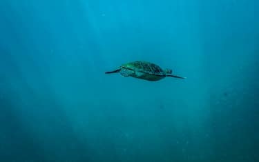 A sea turtle off the coast of Ilha Grande, in the bay of Angra dos Reis, Rio de Janeiro state, Brazil, on Sunday, March 26, 2023. The Brazilian Institute for the Environment and Renewable Natural Resources (Ibama) has fined Eletronuclear for an accident at the Angra 1 Nuclear Power Plant in September of last year in which the facility released water contaminated by radioactive material in to the bay of Angra dos Reis. Photographer: Dado Galdieri/Bloomberg via Getty Images