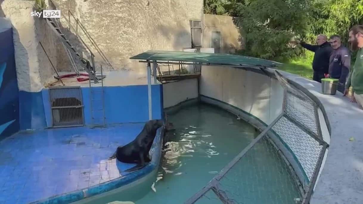 verona leone marino in un furgone proprietario denunciato