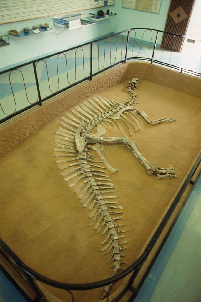 Herbivorous dinosaur skeleton of "Ouranosaurus nigeriensis Taqueti" species, discovered by Italian paleontologist Giancarlo Ligabue and Frenchman Philippe Taquet from the French Natural History Museum during their numerous expeditions to the Gadoufaoua site, on exhibit at the Niamey Museum. (Photo by Eric PrÃ©au/Sygma via Getty Images)