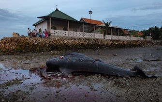 MADURA, INDONESIA - FEBRUARY 20: People look into the dead short-finned pilot whales (Globicephala macrorhynchus) which were stranded at Modung beach on February 20, 2021 in Madura, Indonesia. 49 short-finned pilot whales died and 3 were saved after a mass beaching at Modung beach in Madura on Indonesia's Java island. (Photo by Robertus Pudyanto/Getty Images)