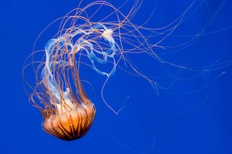 Japanese sea nettle (Chrysaora pacifica) jellyfish swimming underwater showing long trailing tentacles
