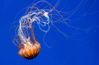 Japanese sea nettle (Chrysaora pacifica) jellyfish swimming underwater showing long trailing tentacles