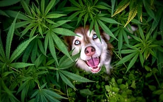 The Comedy Pet Photography Awards 2023
Corinna Mooser
Dübendorf ZH
Switzerland

Title: So this is the source of happiness..
Description: That explains so much :D (Don't worry, it's just regular hemp for industry)
Animal: Runa
Location of shot: Dübendorf, Zürich