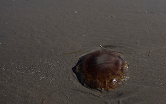 USA NATURE LIONS MANE JELLYFISH